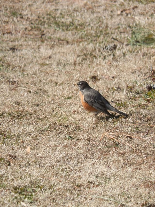 Bright sun brings robins into the open even if it's only 15 degrees fahrenheit