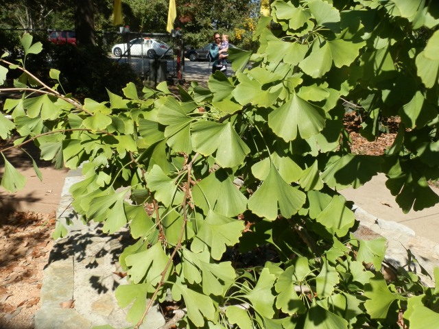 Specimen in the NCSU Arboretum showing the distinctive leaves