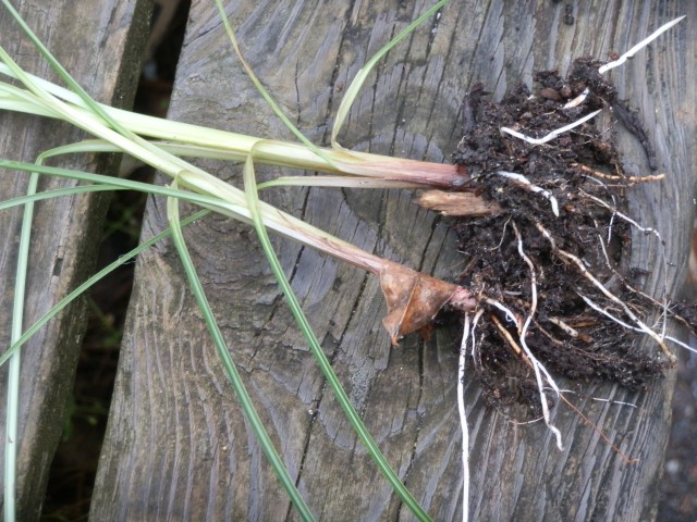 nutsedge plants showing triangular stems and beginning to set tubers