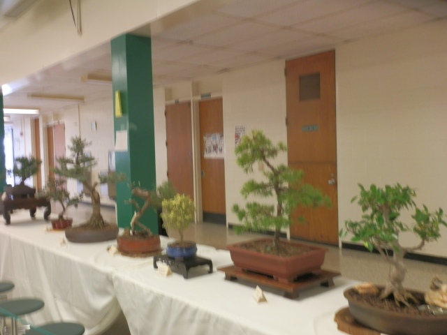 A collection of bonsai specimens by our local bonsai artists in the Albemarle Bonsai Society